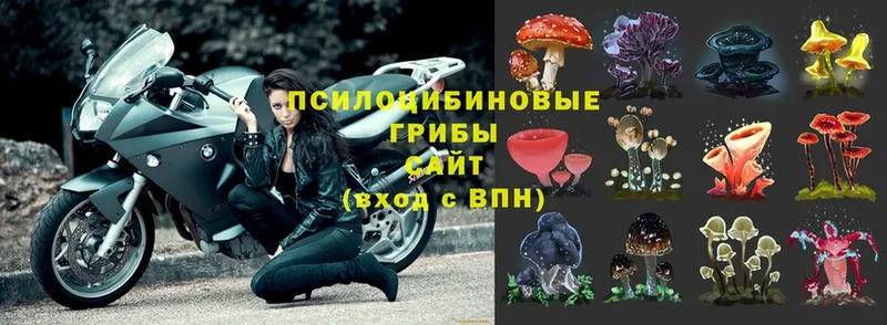 Псилоцибиновые грибы Magic Shrooms  Ковров 